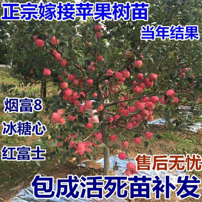 众诚一号苹果，众诚3号，秦脆，鲁丽，红富士，甜度高，