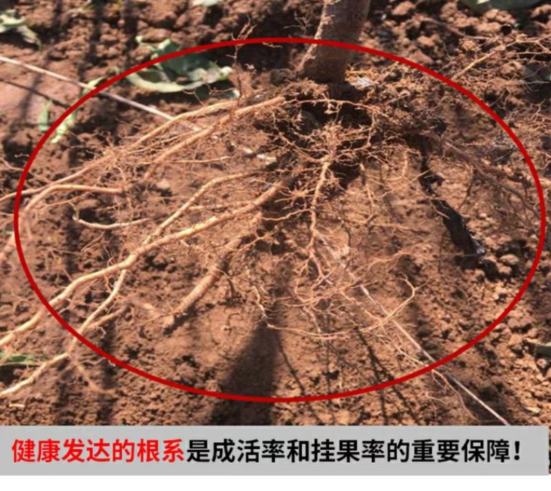 芒果味黄桃，芒果味浓郁，嫁接苗，质量保证