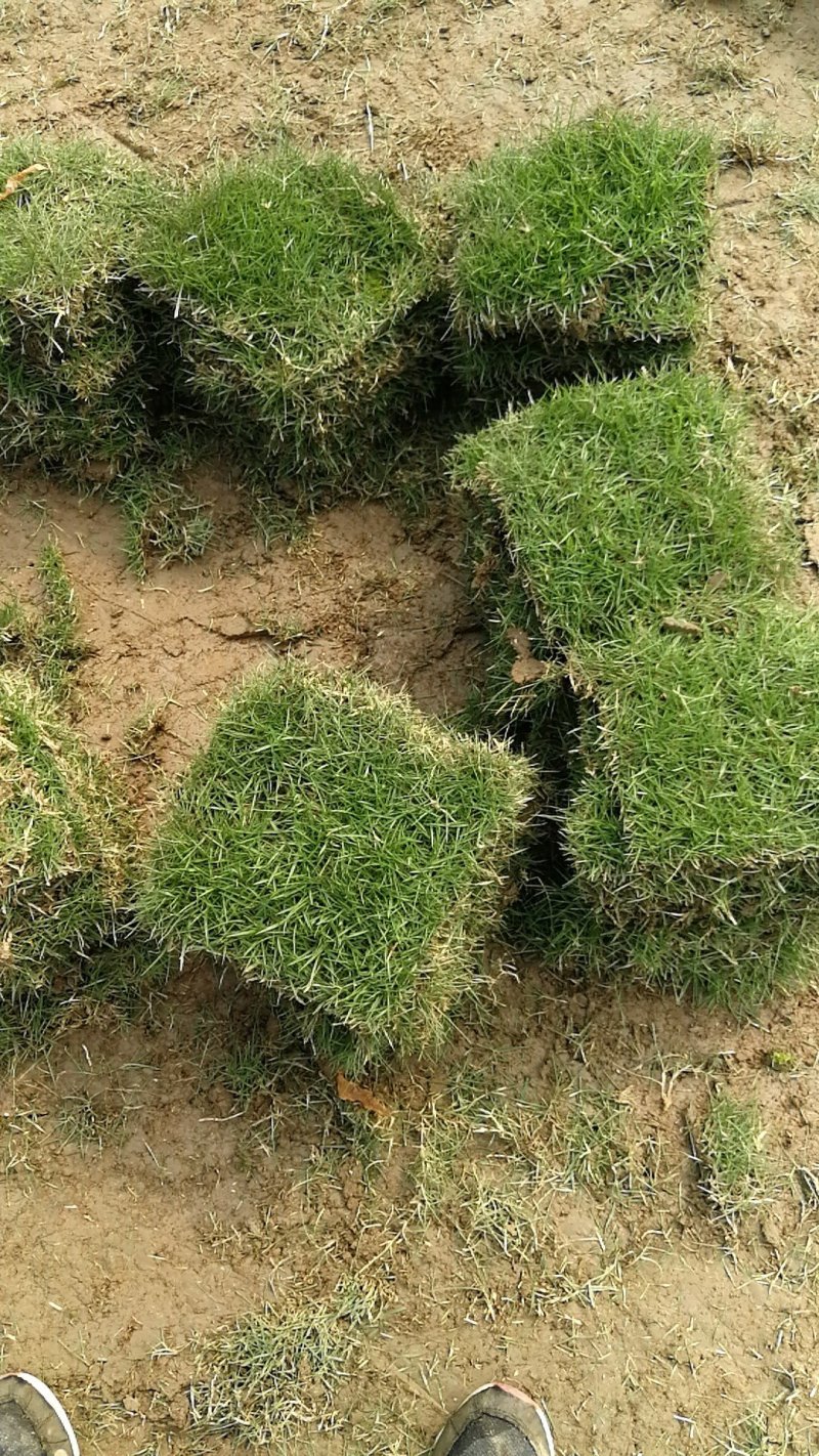 优质马尼拉草皮，货源充足，物美价廉，诚信第一期待您的合作