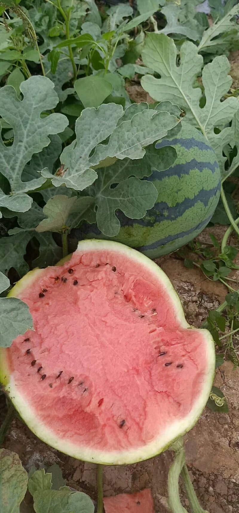 甜王西瓜