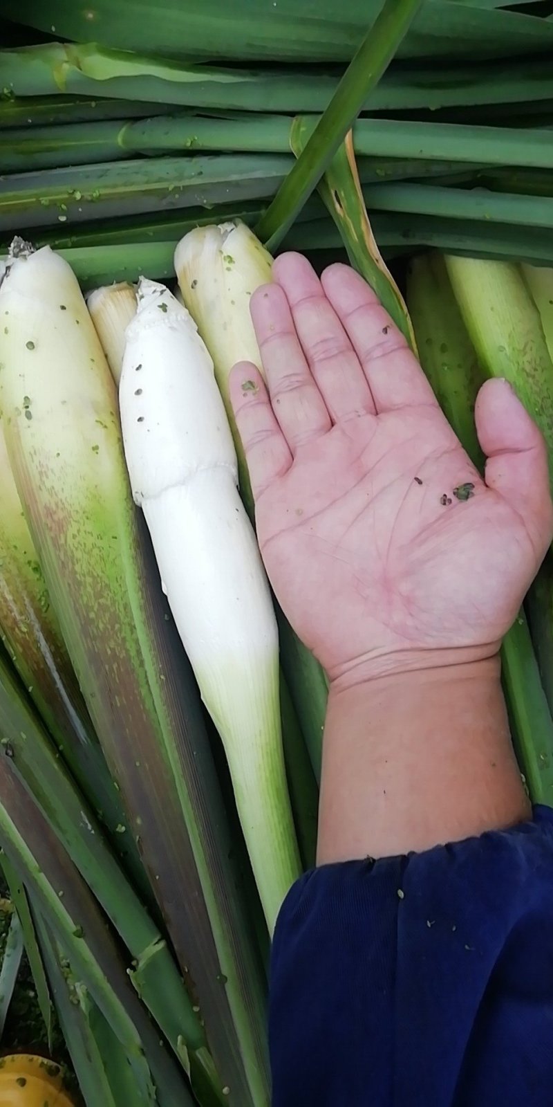 浙茭7号双季茭白种苗，浙江金华直发