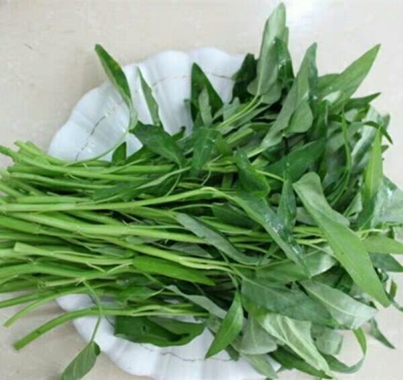 台湾竹叶空心菜种子四季蔬菜种子高品质空心菜口感好多次收割