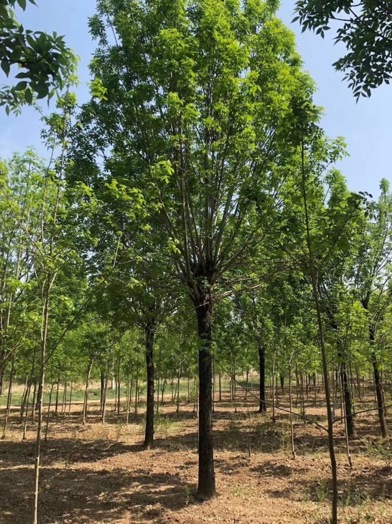 白蜡12-20公分，原生大冠，树行议价，白蜡之乡