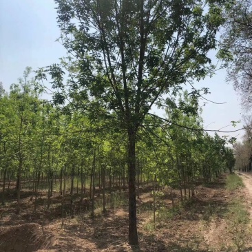白蜡12-20公分,原生大冠,树行议价,白蜡之乡