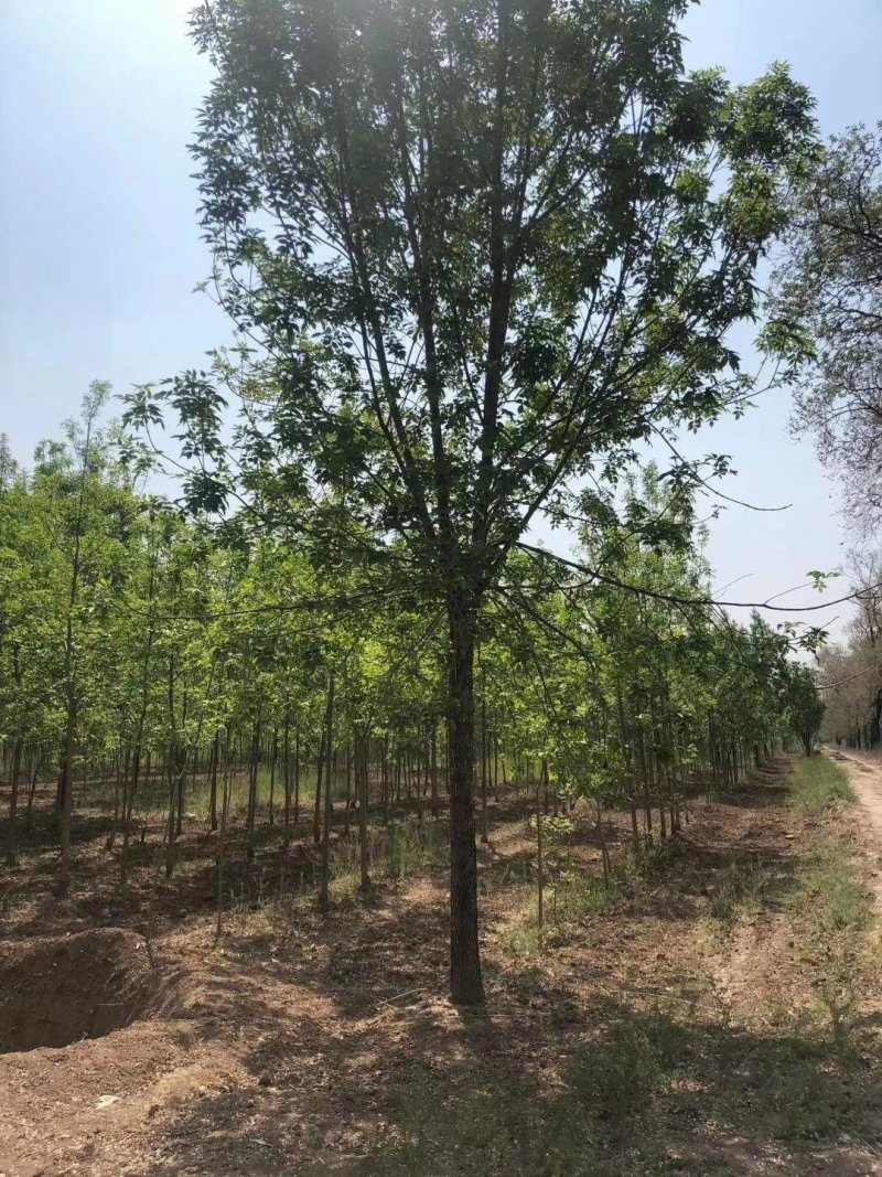 白蜡12-20公分，原生大冠，树行议价，白蜡之乡