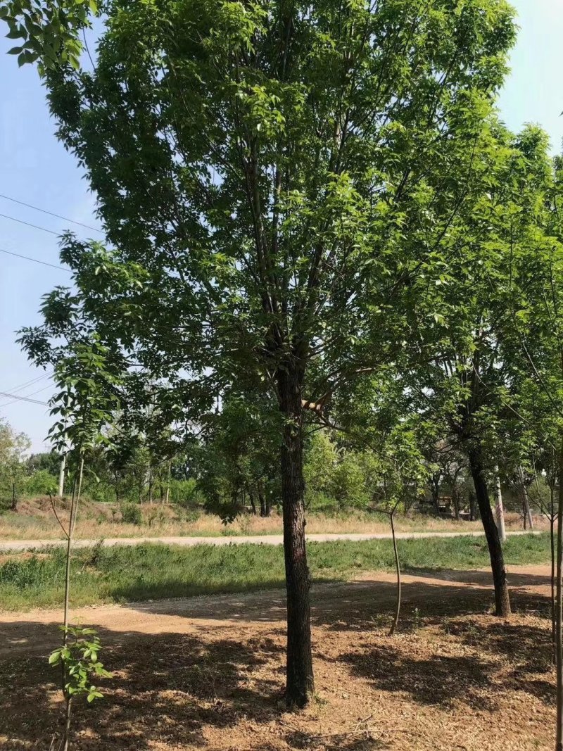 白蜡12-20公分，原生大冠，树行议价，白蜡之乡