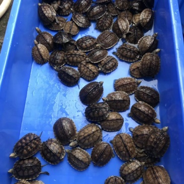 药用龟，观赏龟，食用龟类