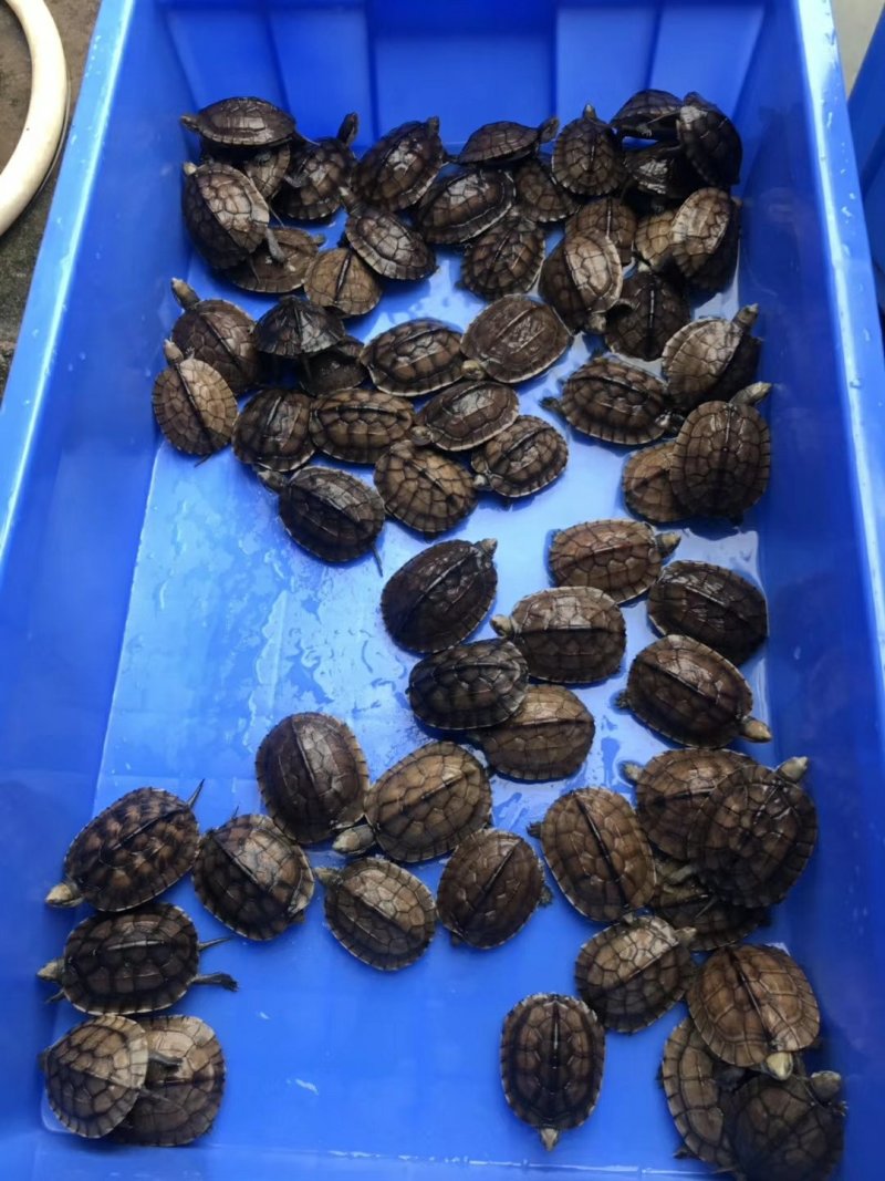 药用龟，观赏龟，食用龟类
