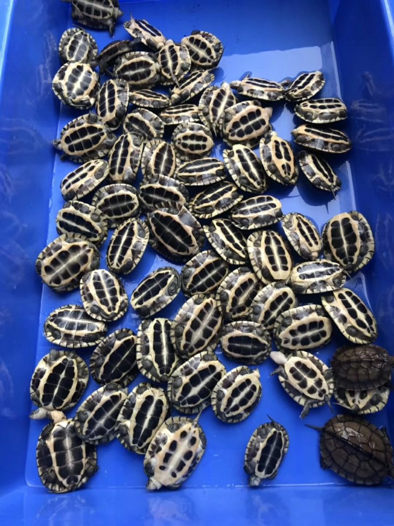 药用龟，观赏龟，食用龟类