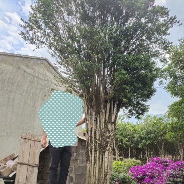 雀舌黄杨