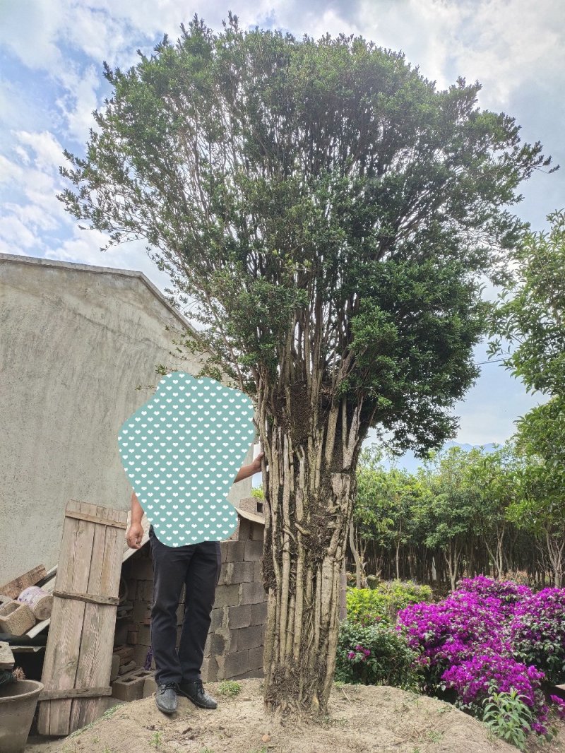 雀舌黄杨