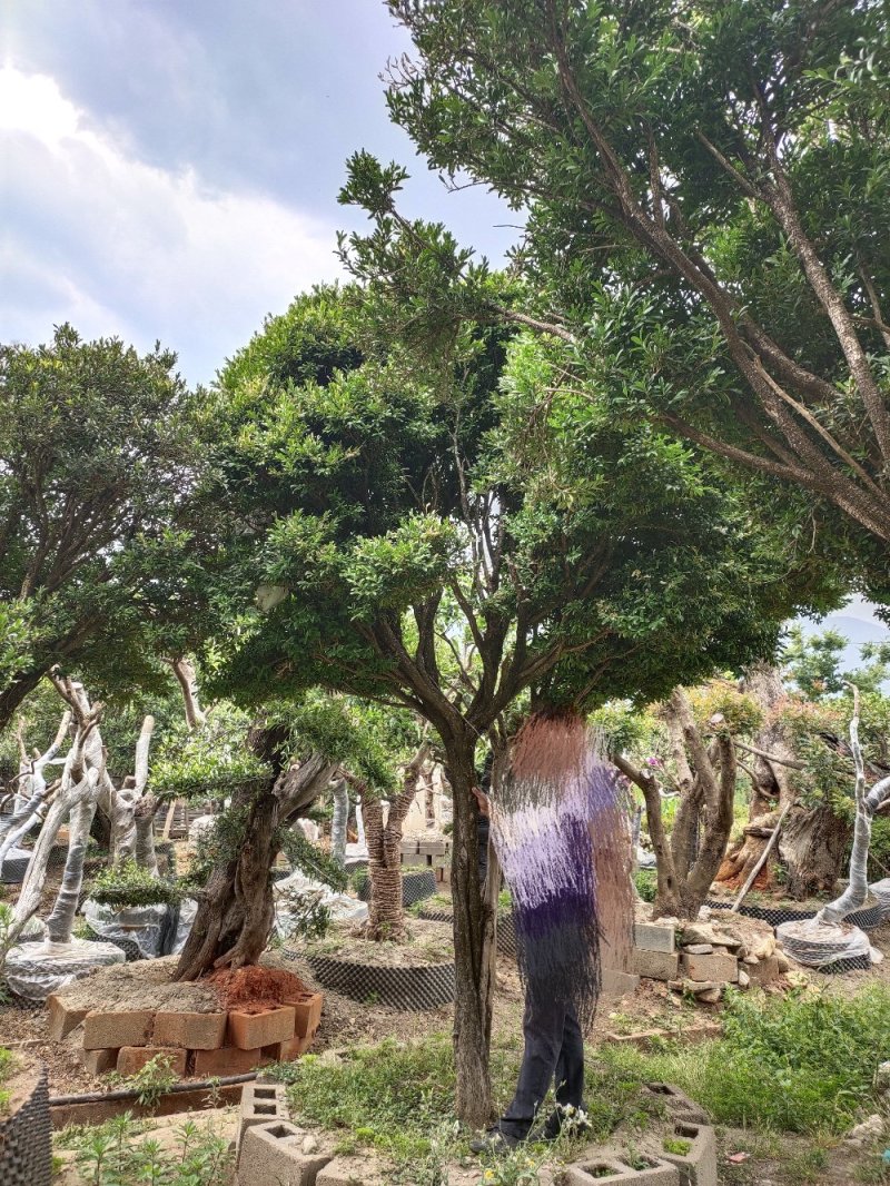 雀舌黄杨