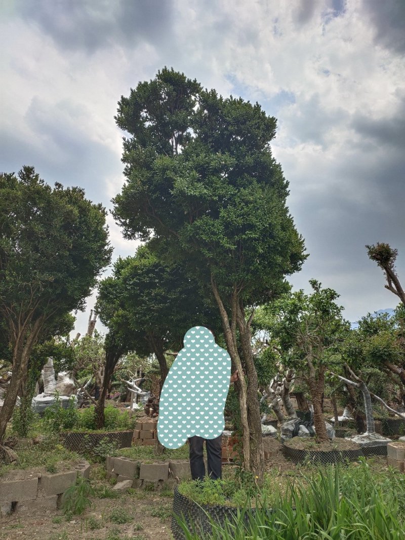 雀舌黄杨