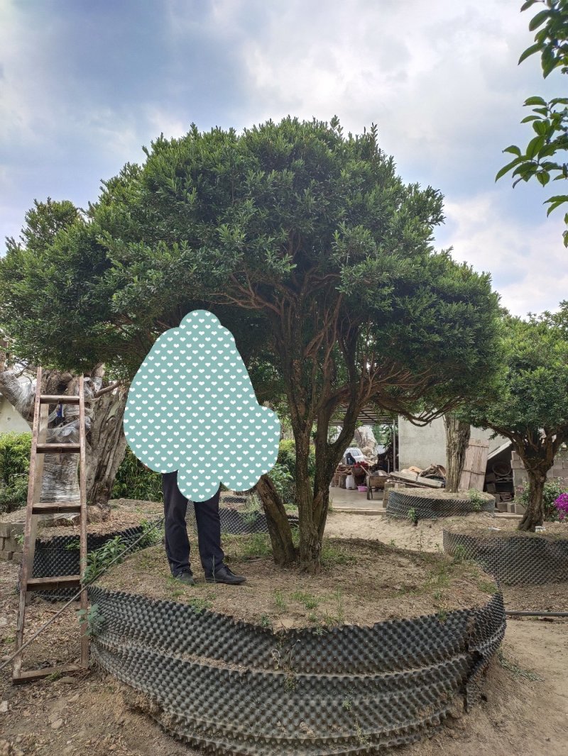 雀舌黄杨