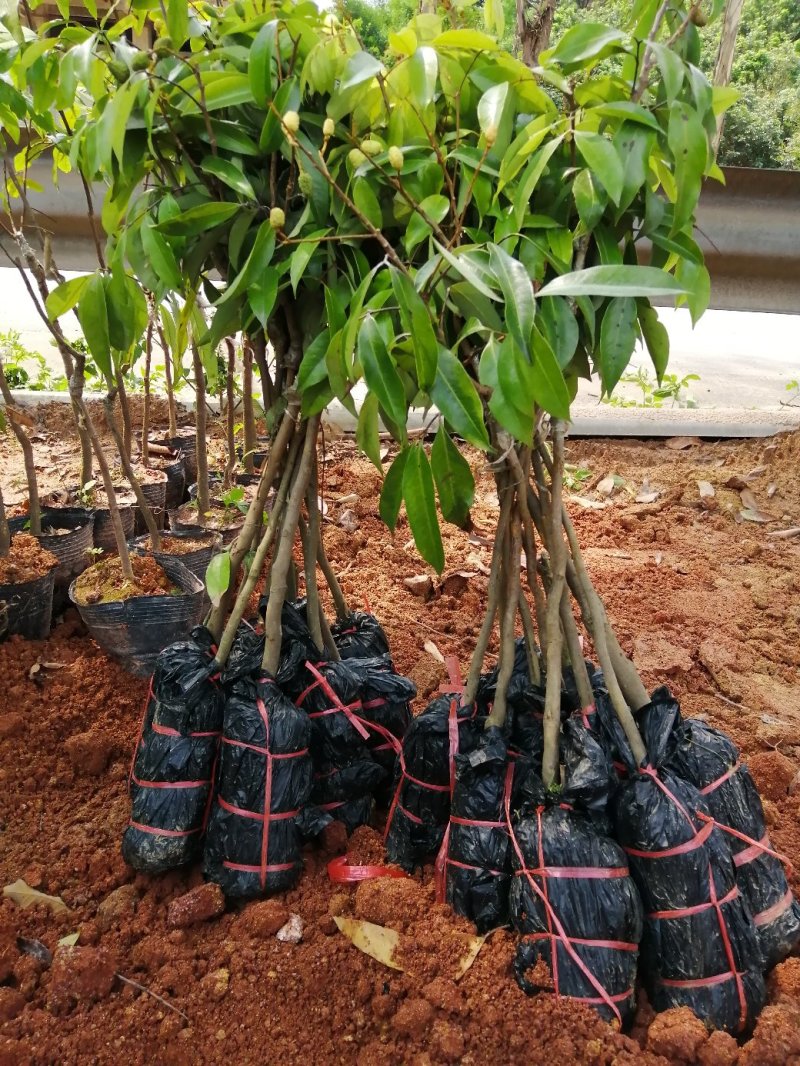 广西灵山，无核荔枝苗，桂味，妃子笑荔枝苗