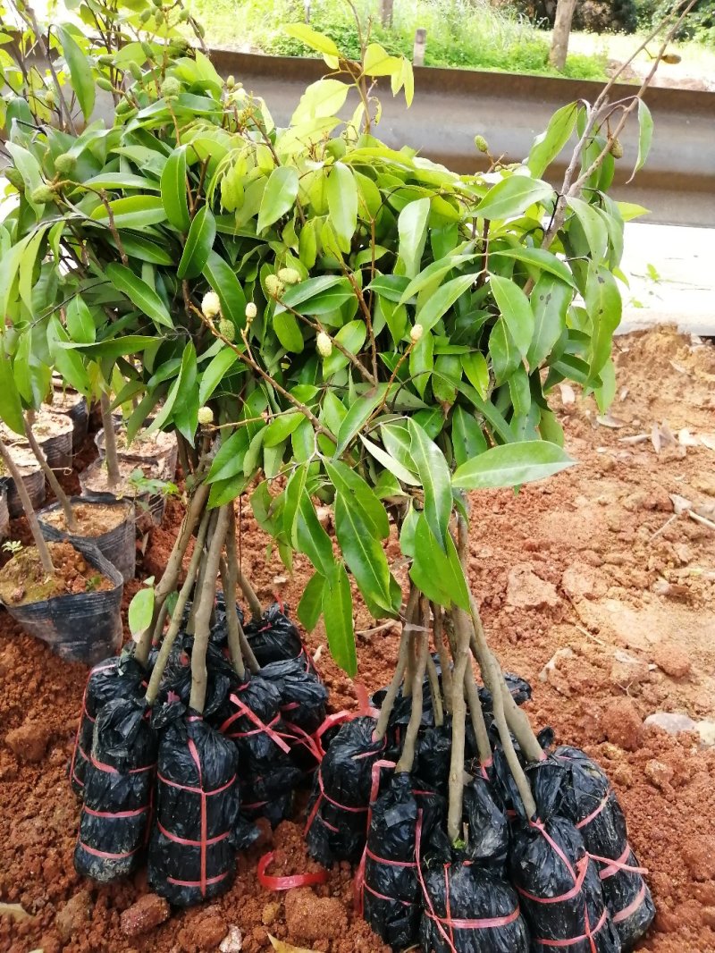 广西灵山，无核荔枝苗，桂味，妃子笑荔枝苗