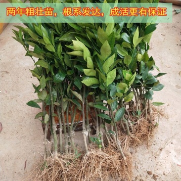 091无核沃柑苗杯苗，基地直销