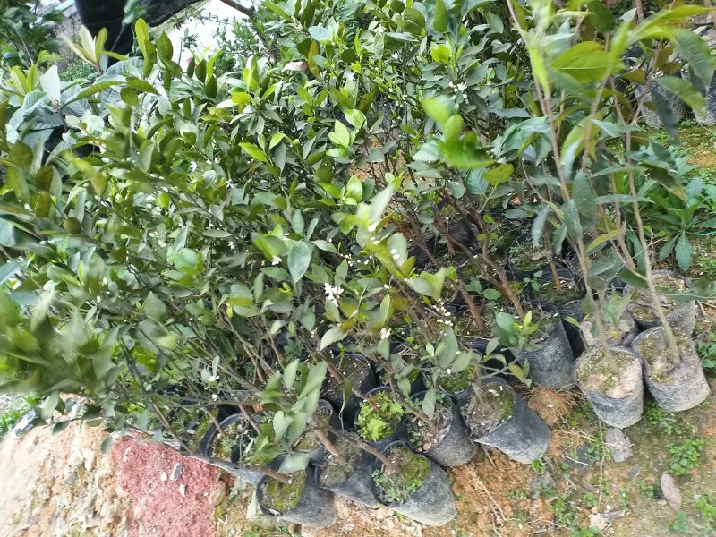 091无核沃柑苗杯苗，基地直销