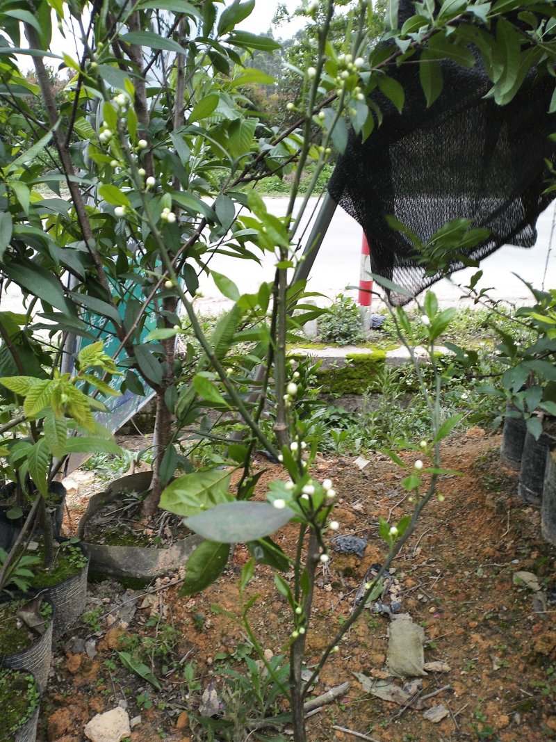 091无核沃柑苗杯苗，基地直销