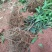 091无核沃柑苗杯苗，基地直销