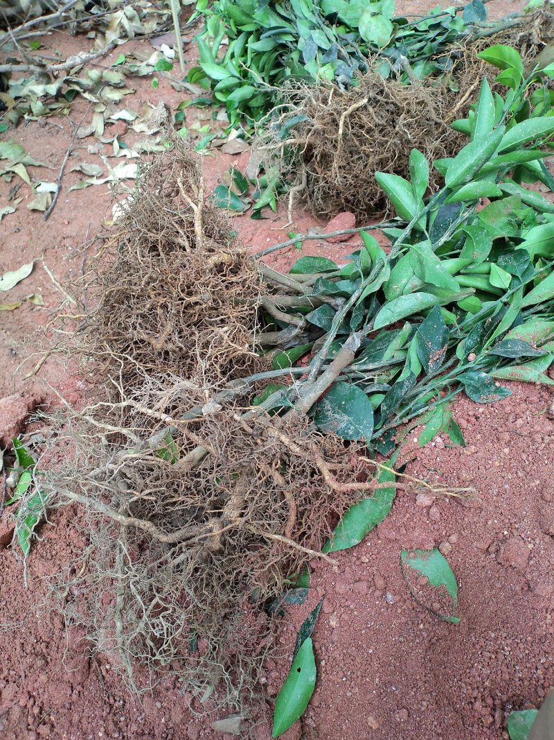 091无核沃柑苗杯苗，基地直销