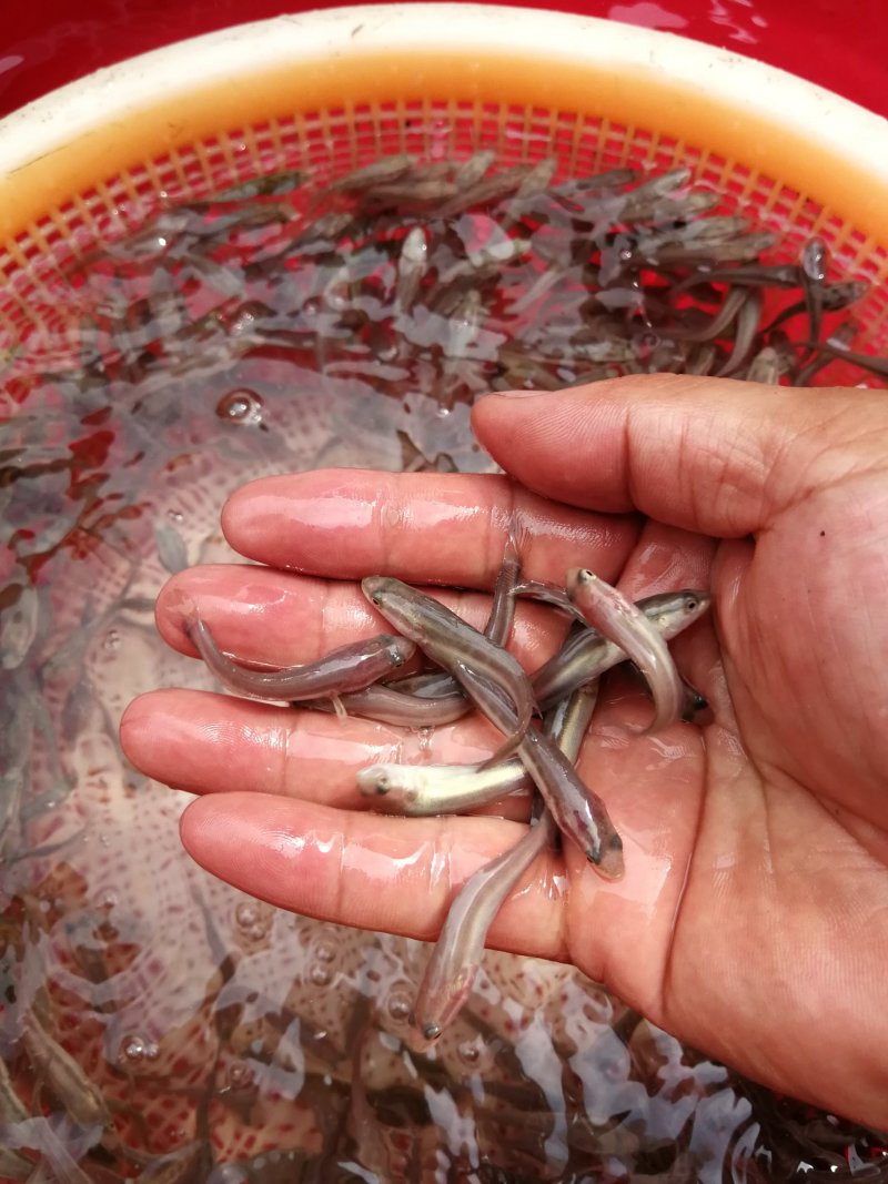 黑鱼，生鱼，苗