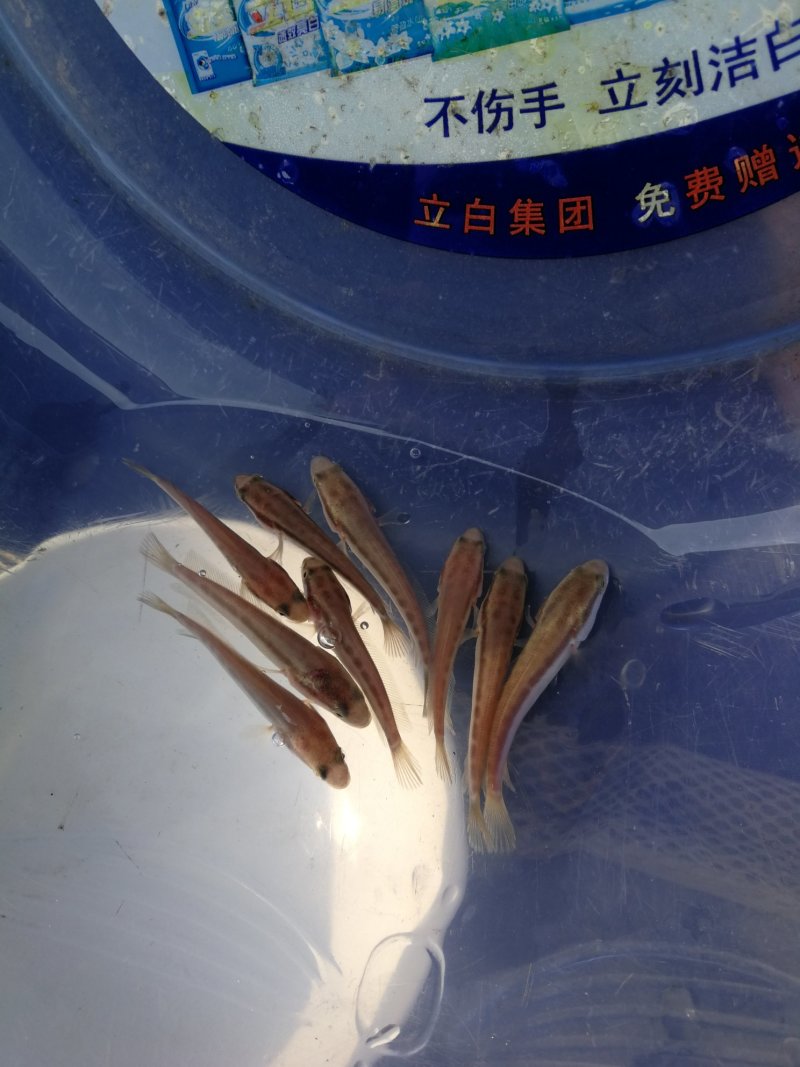 黑鱼，生鱼，苗