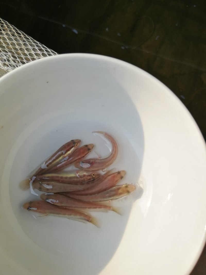黑鱼，生鱼，苗