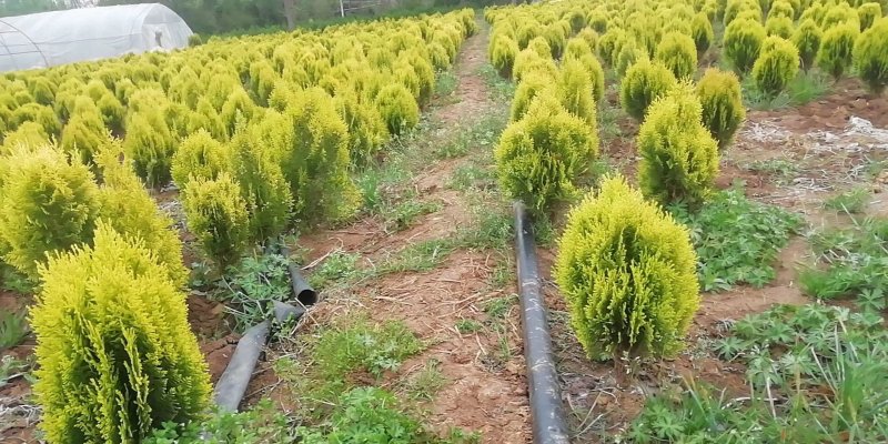 苗圃批发洒金柏.黄金柏.适合于庭院道路小区绿化