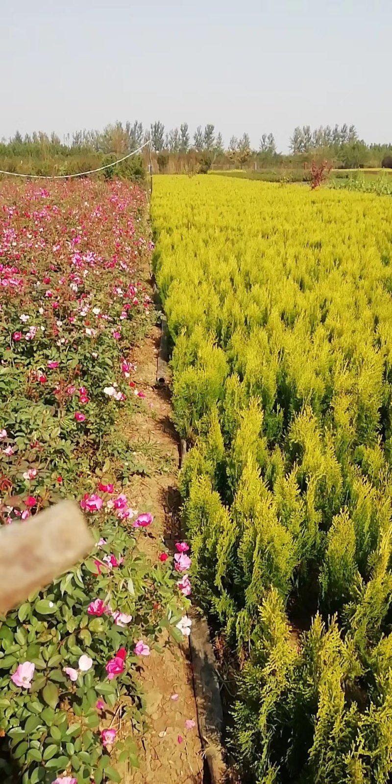 苗圃批发洒金柏.黄金柏.适合于庭院道路小区绿化