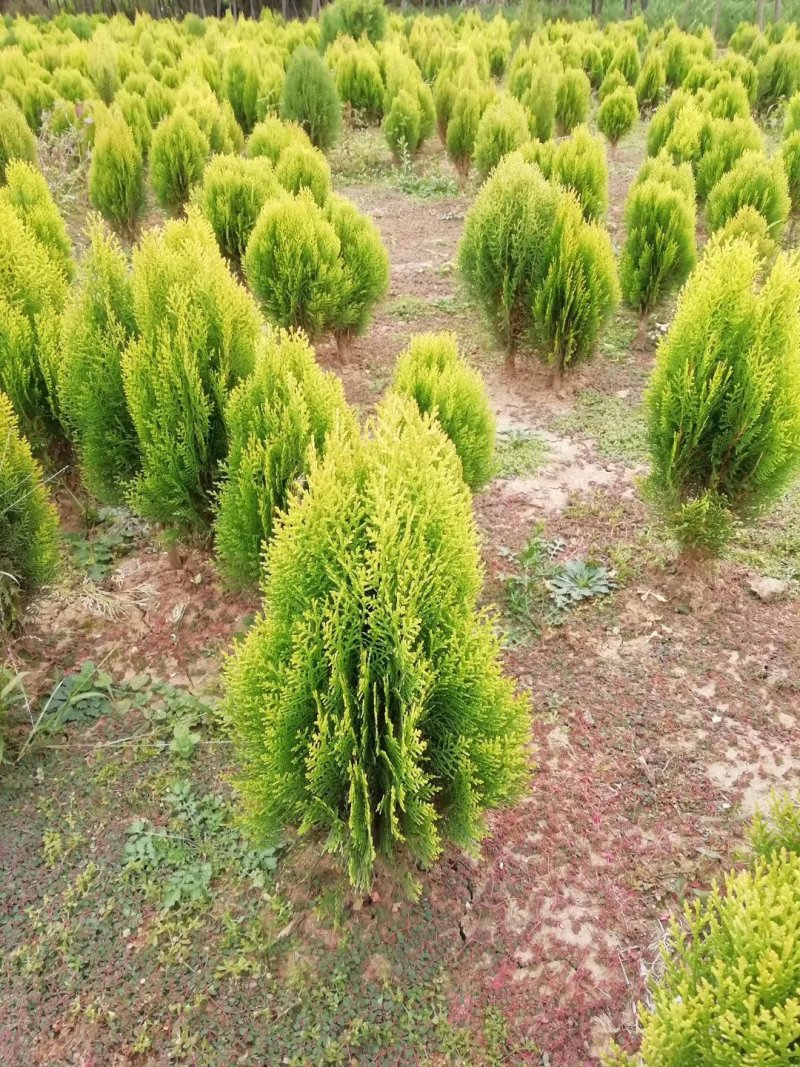 苗圃批发洒金柏.黄金柏.适合于庭院道路小区绿化