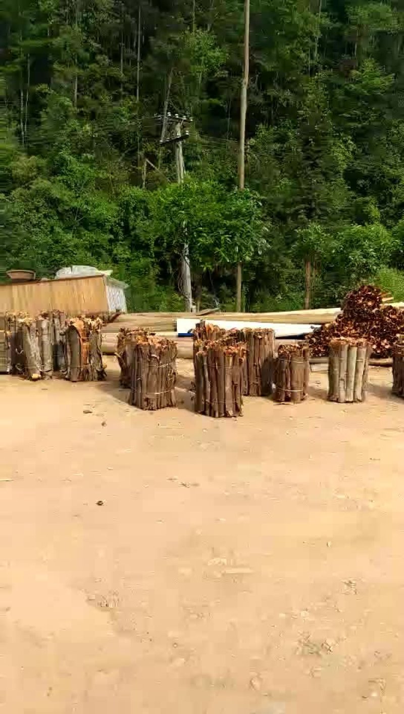 野生桂皮