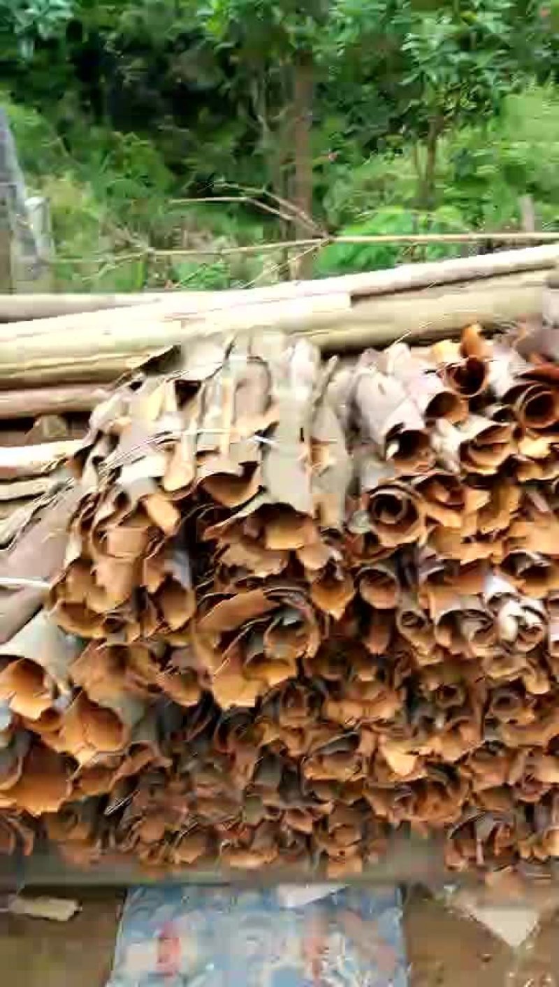 野生桂皮