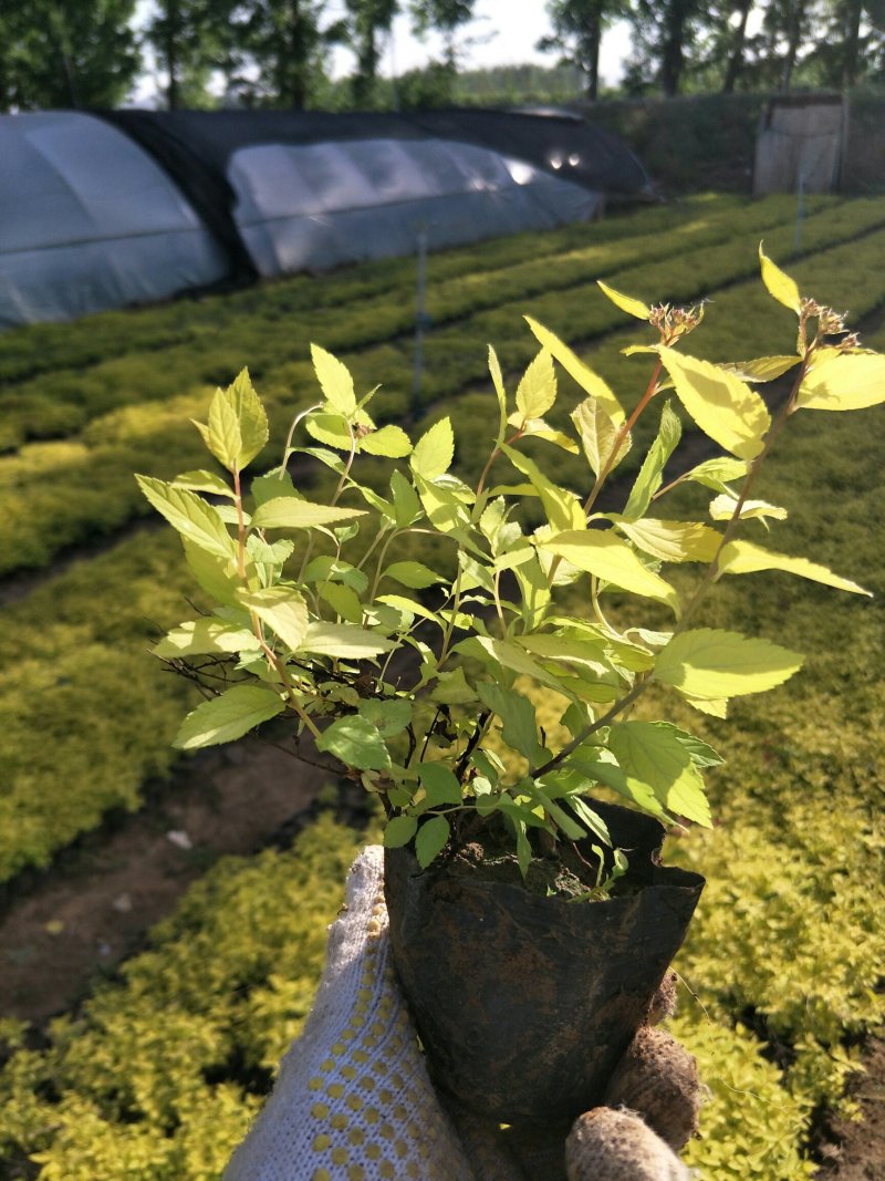 绣线菊