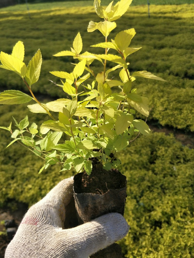绣线菊