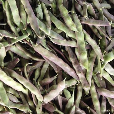 紫花油豆~产地代收，诚信代收~量大质优。