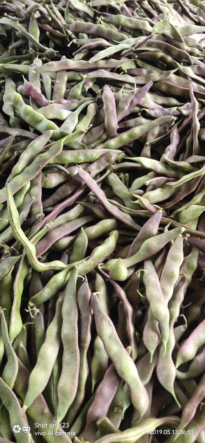 紫花油豆~产地代收，诚信代收~量大质优。