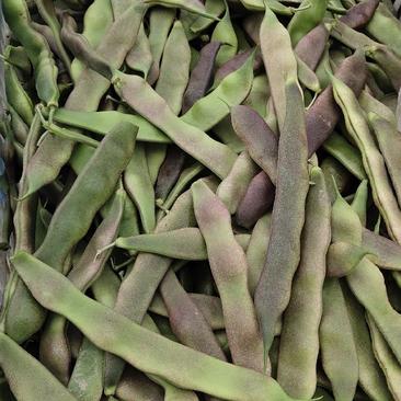 紫花油豆~产地大量上市，聊城实力代收～庆增菜站