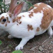 德国花巨兔种兔，可以长15斤只，39元一只。