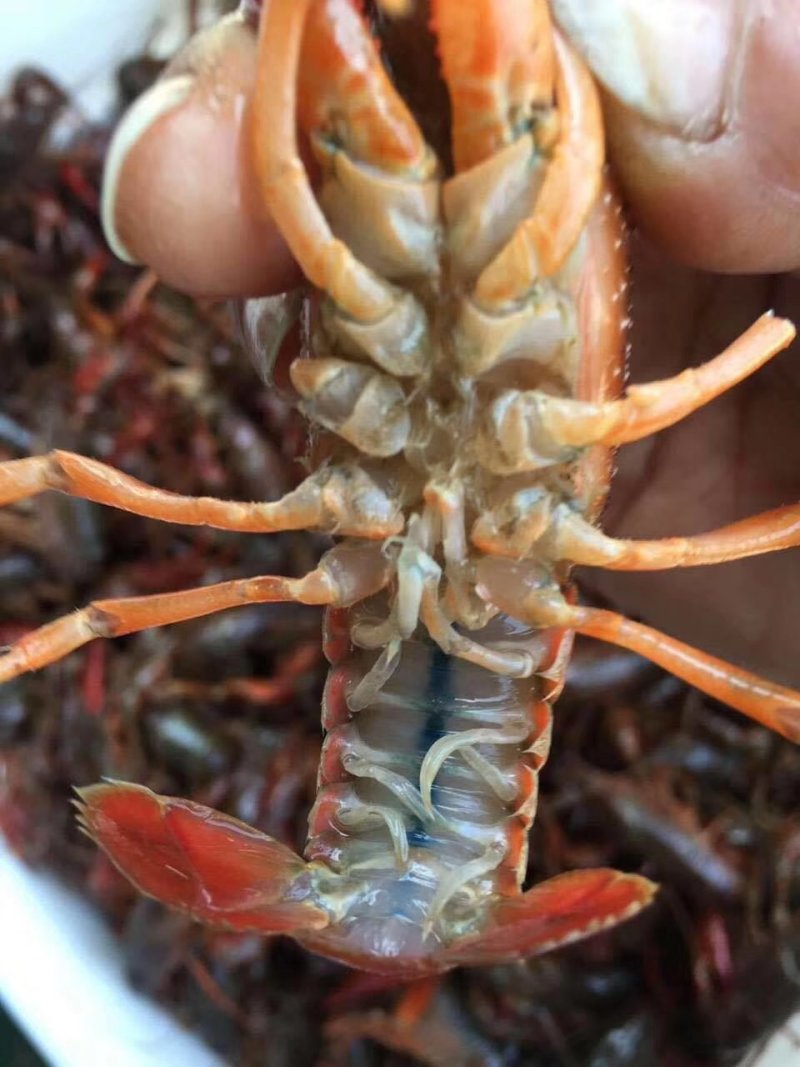 小龙虾，各种规格，各种口味