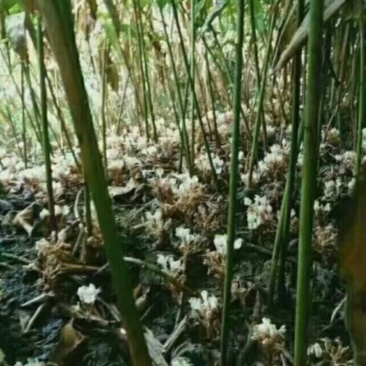 砂仁苗按丛数卖假一赔十