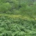 砂仁苗按丛数卖假一赔十