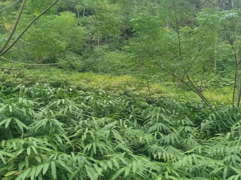 砂仁苗按丛数卖假一赔十