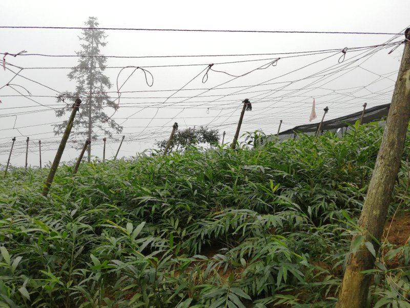 砂仁苗按丛数卖假一赔十