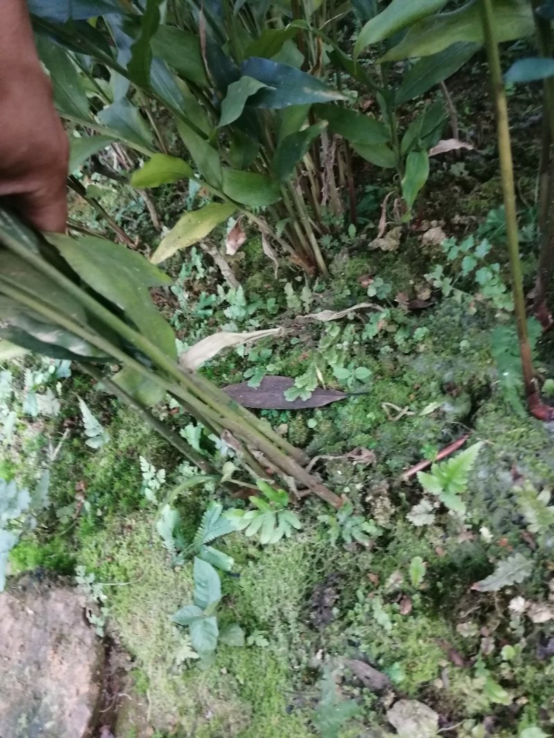 砂仁苗按丛数卖假一赔十
