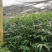 砂仁苗按丛数卖假一赔十
