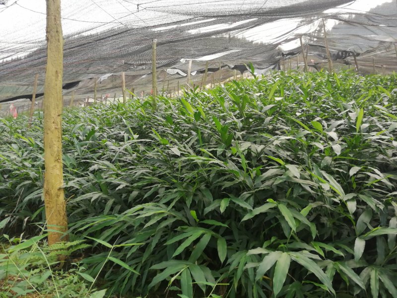 砂仁苗按丛数卖假一赔十