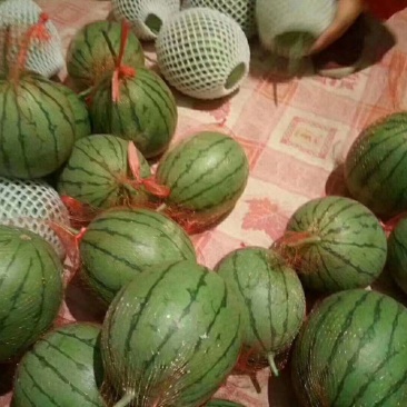 蜜童西瓜无籽皮薄