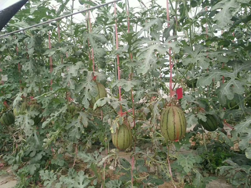 蜜童西瓜无籽皮薄