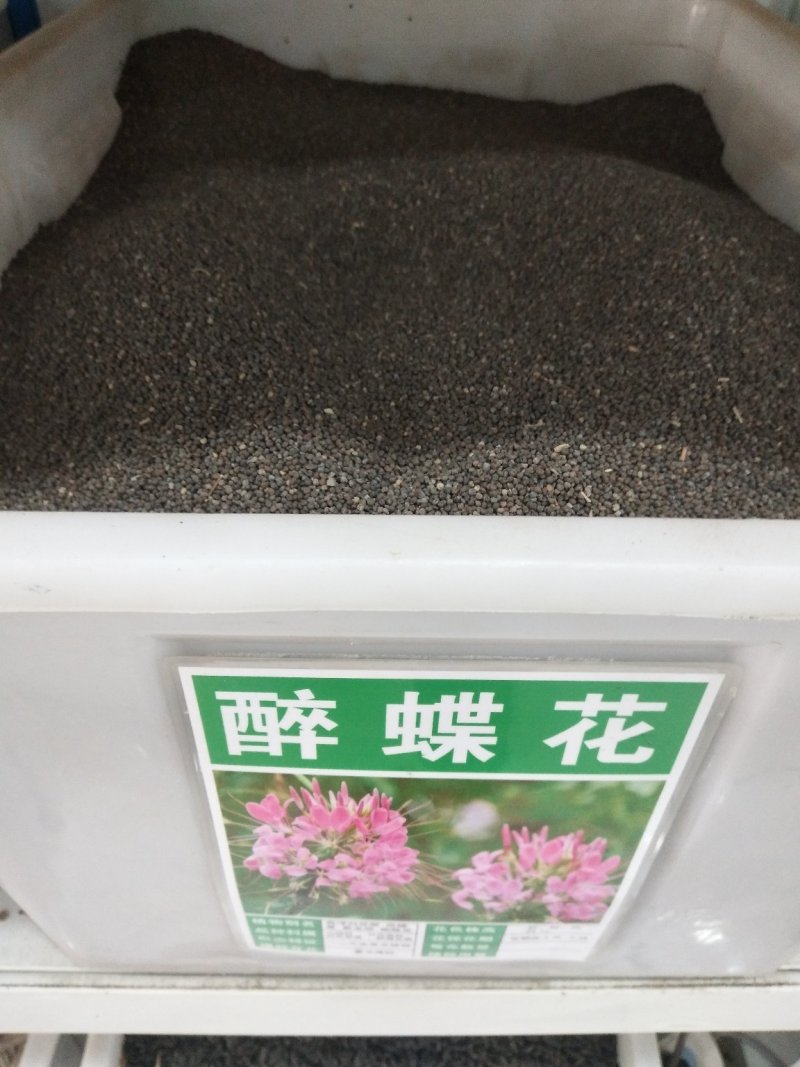 醉蝶花种子热门花海最新种子发芽率高可货到付款